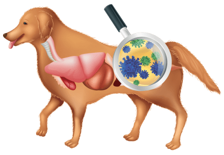 Anatomy-of-a-dog---Magnify-Combined darmflora - Anatomy-of-a-dog-Magnify-Combined.png